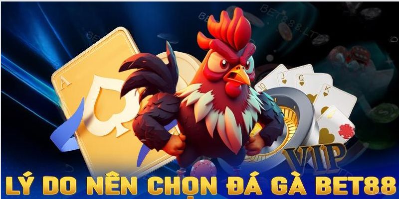 Ưu điểm của đá gà Bet88