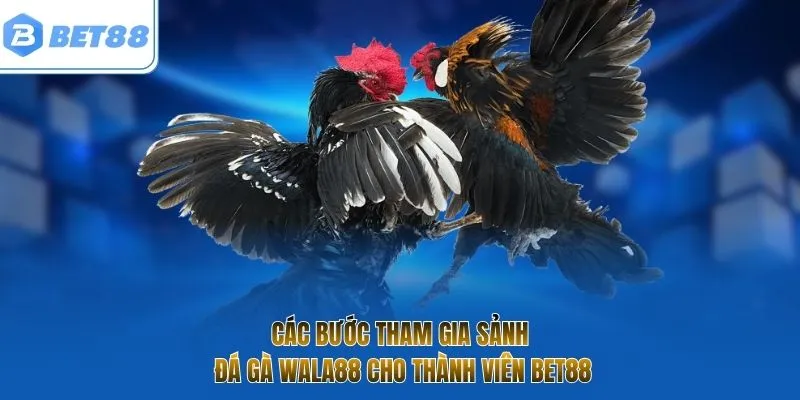 Các bước tham gia sảnh đá gà Wala88 cho thành viên Bet88