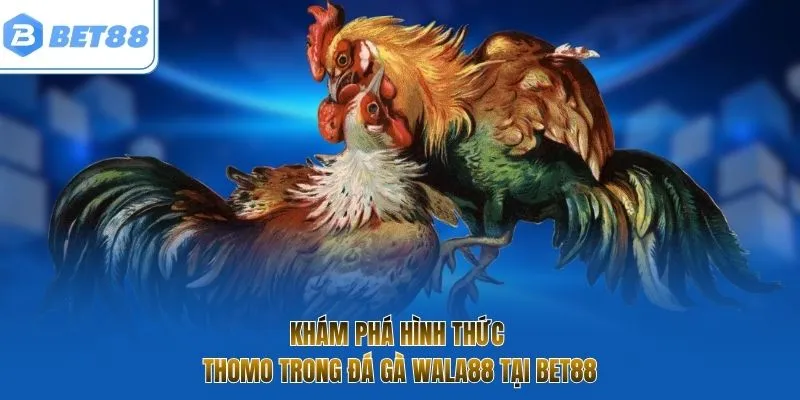 Khám phá hình thức Thomo trong đá gà Wala88 tại Bet88