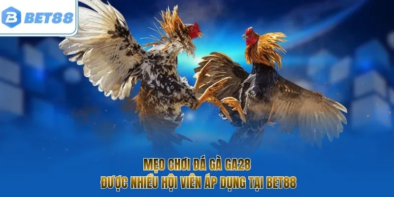 Mẹo chơi đá gà GA28 được nhiều hội viên áp dụng tại Bet88